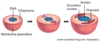 Imagem da questão 4 sobre Invaginação das membranas